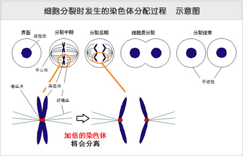 细胞分裂时发生的染色体分配过程  示意图