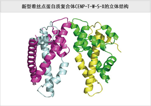 新型着丝点蛋白质复合体CENP-T-W-S-X的立体结构