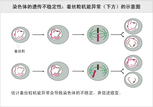 染色体的遗传不稳定性：着丝粒机能异常（下方）的示意图