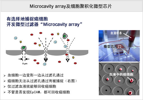 Microcavity array及细胞聚积化微型芯片