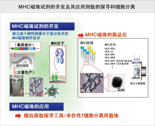 MHC磁珠试剂的开发及其应用到肽的探寻和细胞分离