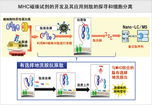 MHC磁珠试剂的开发及其应用于肽的探寻和细胞分离