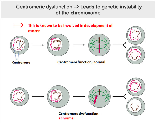 Centromeric dysfunction -> Leads to genetic instability of the chromosome 