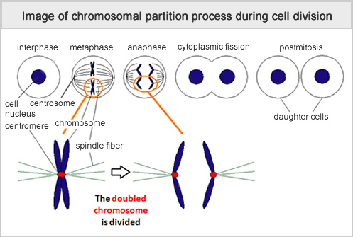 Image of chromosomal partition process during cell division