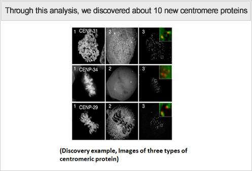 Through this analysis, we discovered about 10 new centromere proteins