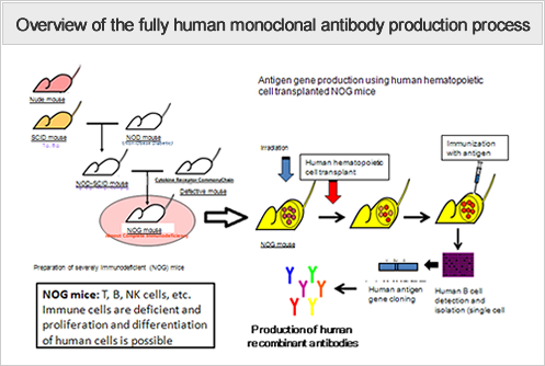 Overview of the fully human monoclonal antibody production process