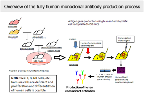 humanized monoclonal antibody