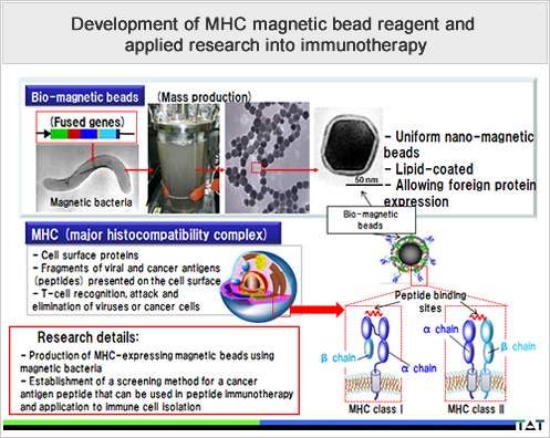 Development of MHC magnetic bead reagent and applied research into immunotherapy