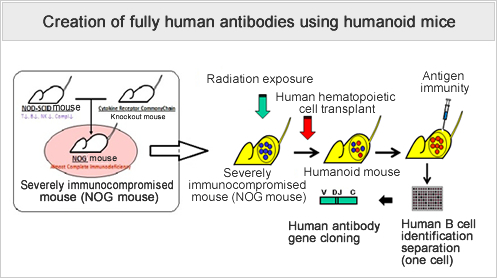 Creation of fully human antibodies using humanoid mice