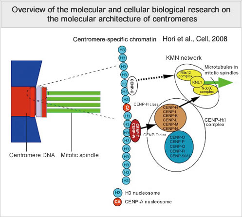 Overview of the molecular and cellular biological research on the molecular architecture of centromeres