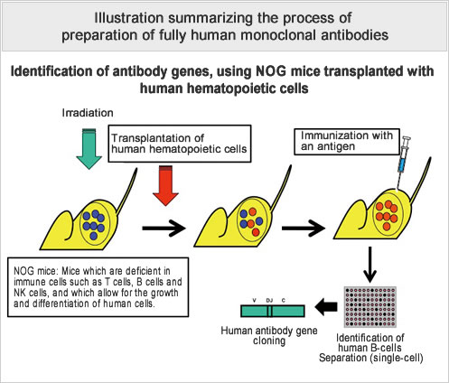 Illustration summarizing the process of preparation of fully human monoclonal antibodies