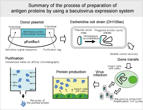 Summary of the process of preparation of antigen proteins by using a baculovirus expression system