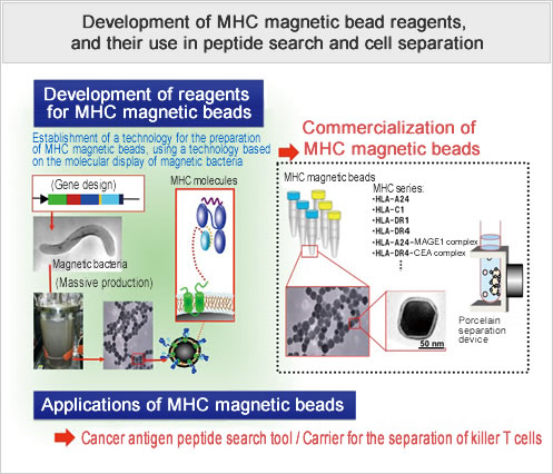 Development of MHC magnetic bead reagents, and their use in peptide search and cell separation