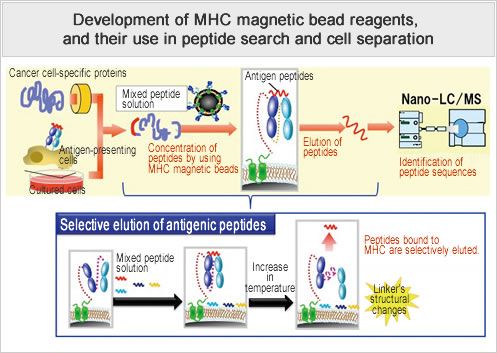 Development of MHC magnetic bead reagents, and their use in peptide search and cell separation