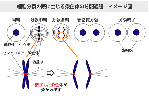 細胞分裂の際に生じる染色体の分配過程 イメージ図