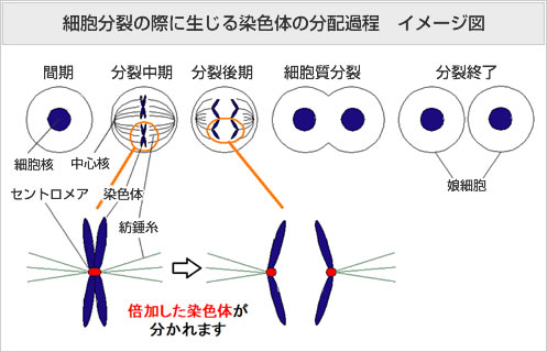 細胞分裂の際に生じる染色体の分配過程 イメージ図