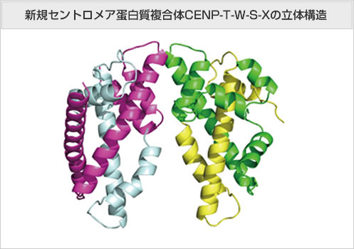 新規セントロメア蛋白質複合体CENP-T-W-S-Xの立体構造
