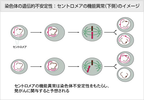 染色体の遺伝的不安定性：セントロメアの機能異常（下側）のイメージ