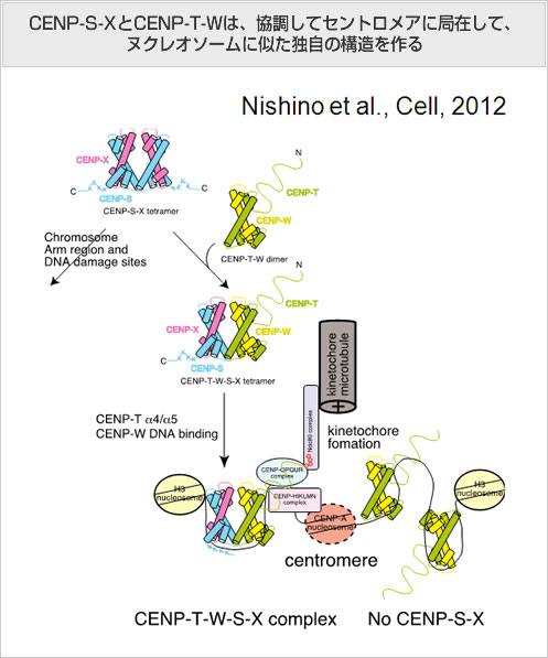 CENP-S-XとCENP-T-Wは、協調して セントロメアに局在して、ヌクレオソームに似た独自の構造を作る