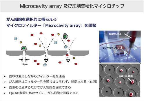 Microcavity array及び細胞集積化マイクロチップ