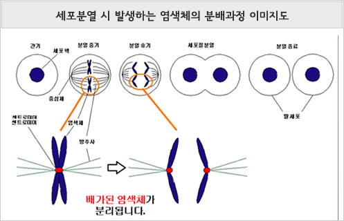 세포분열 시 발생하는 염색체의 분배과정 이미지도