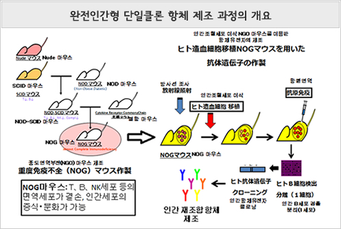 완전인간형 단일클론 항체 제조 과정의 개요