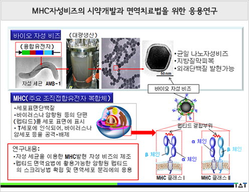 MHC자성비즈의 시약개발과 면역치료법을 위한 응용연구