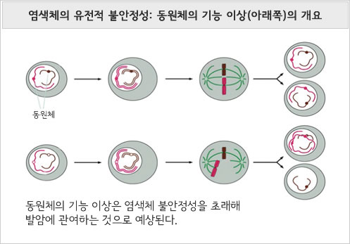 염색체의 유전적 불안정성: 동원체의 기능 이상(아래쪽)의 개요