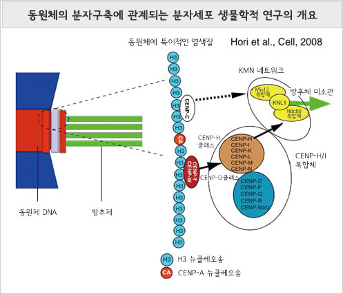 동원체의 분자구축에 관계되는 분자세포 생물학적 연구의 개요