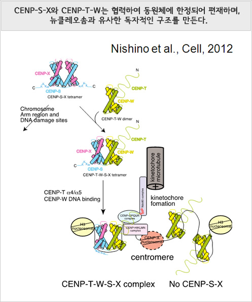 CENP-S-X와 CENP-T-W는 협력하여 동원체에 한정되어 편재하며, 뉴클레오솜과 유사한 독자적인 구조를 만든다.