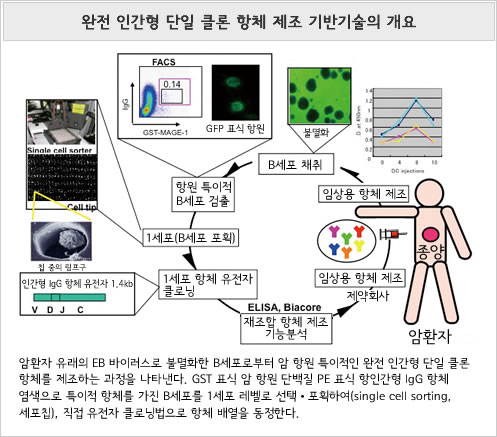 완전 인간형 단일 클론 항체 제조 기반기술의 개요