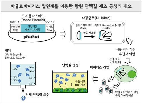 바큘로바이러스 발현계를 이용한 항원 단백질 제조 공정의 개요