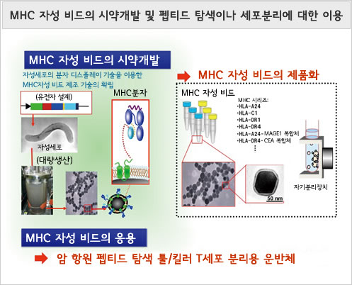 MHC 자성 비드의 시약개발 및 펩티드 탐색이나 세포분리에 대한 이용